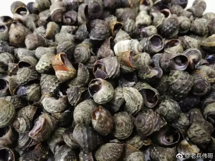 蓝海的诱惑——来自一个叫柏岚子的地方……