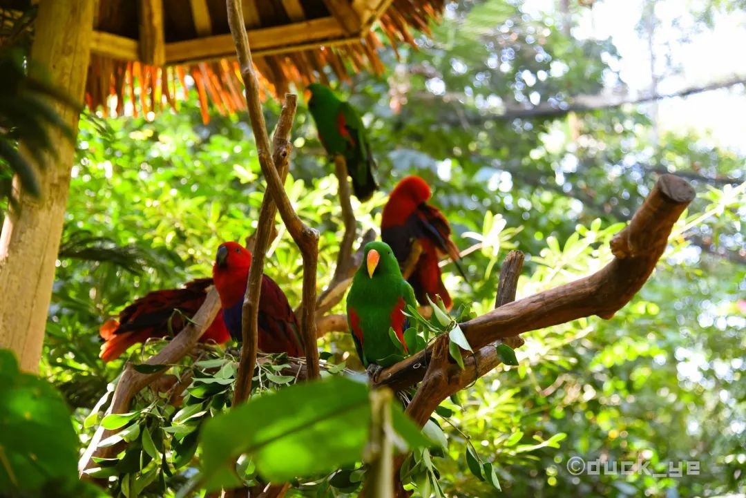 去广州长隆野生动物世界学到什么,5.1广州长隆野生动物攻略