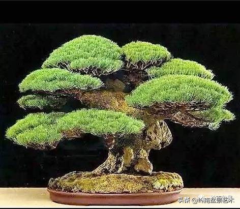 盆景结顶的形式,最好的盆景结顶方法