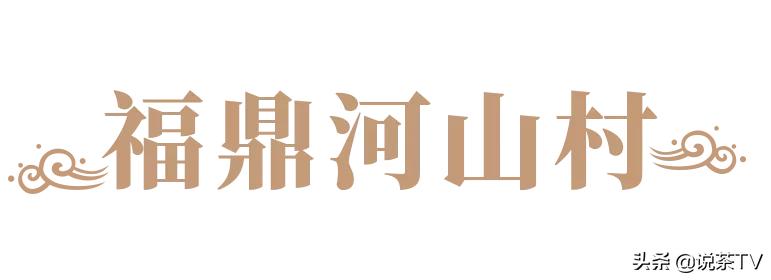 福鼎白茶还有“十不采”规定?让我们去河山有机茶园一探究竟