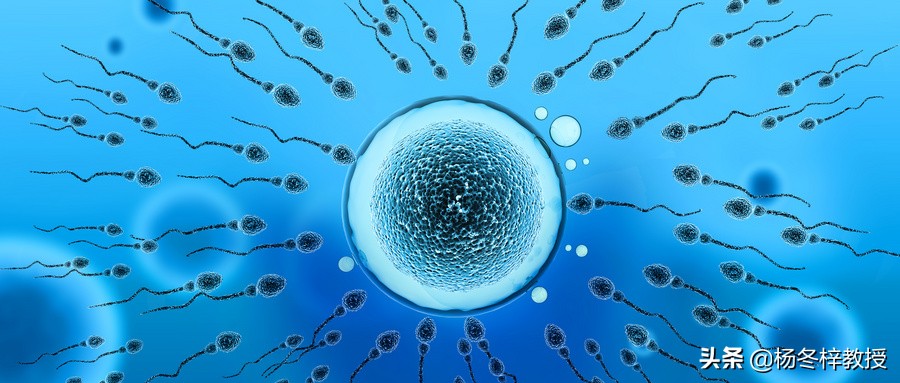 男性精子正常不育不孕原因,男性不育基因正常还要染色体吗