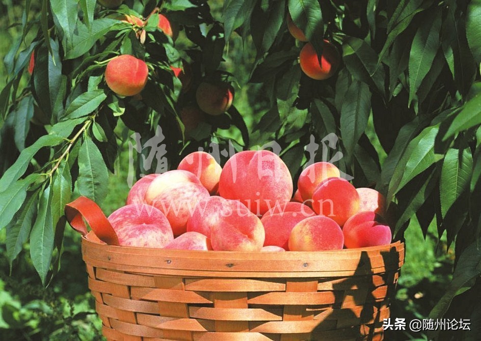 “e路”相伴奔小康——广水市发展电子商务助力脱贫攻坚侧记