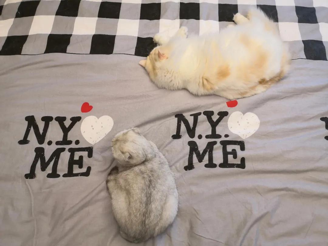 两只从来都不打架的猫咪突然打架,两只猫咪几个月还在打架