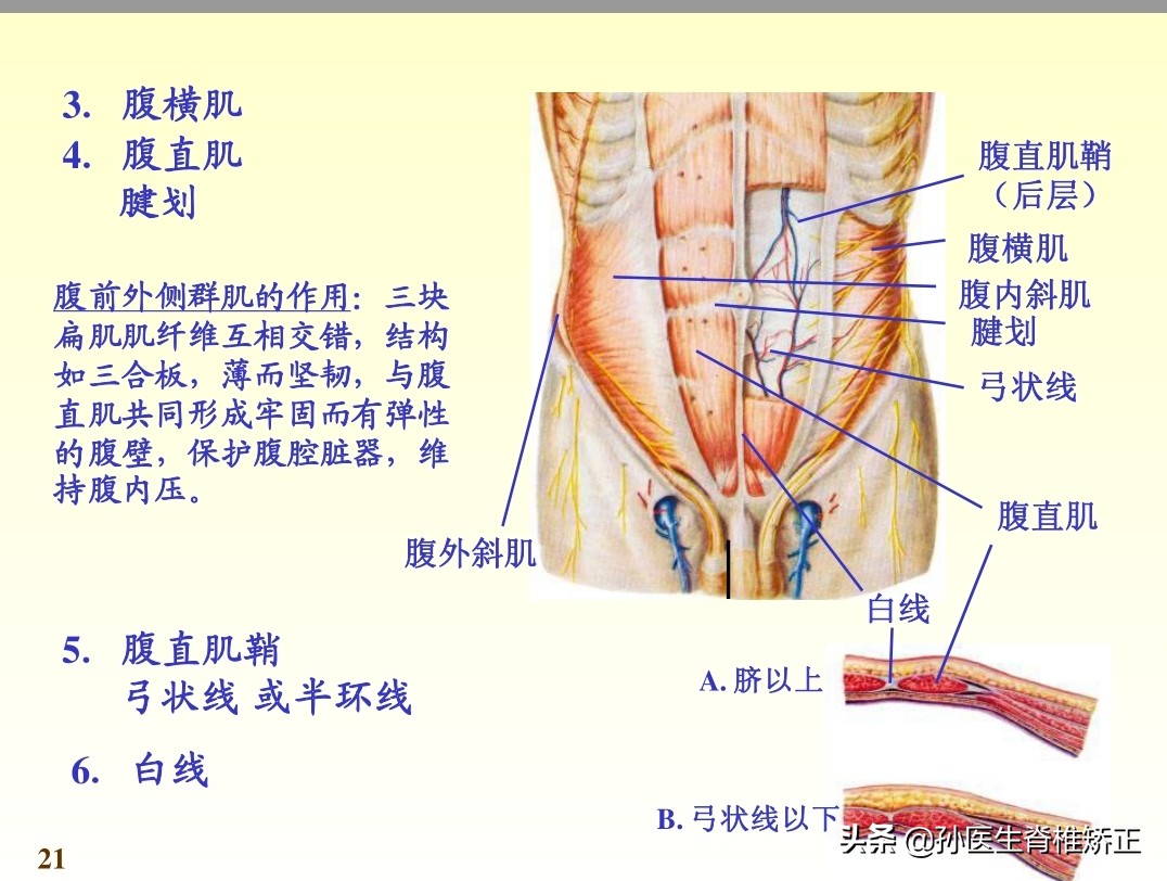 系统解剖学骨学ppt课件,解剖学基本知识ppt课件