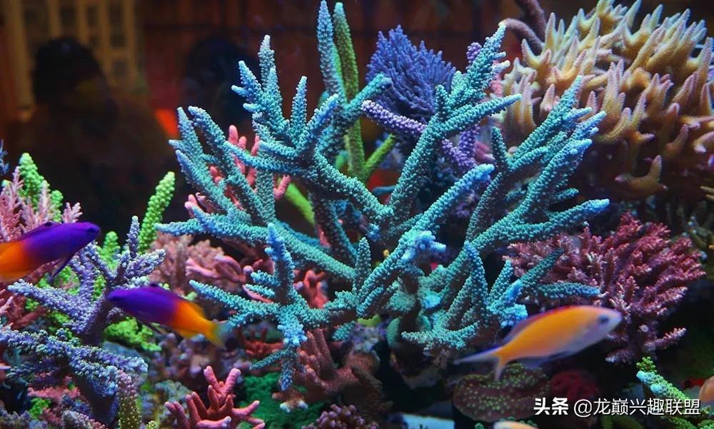 海缸最好养的生物,海缸最好养的软体生物