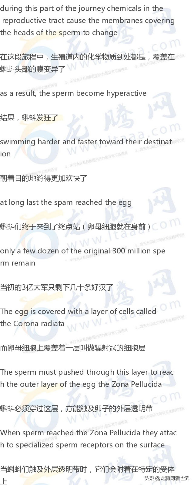 「龙腾网」医学动画：《精子卵子一相逢》