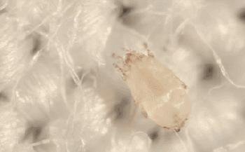 日本去螨虫皂,日本小黑皂号称螨虫克星