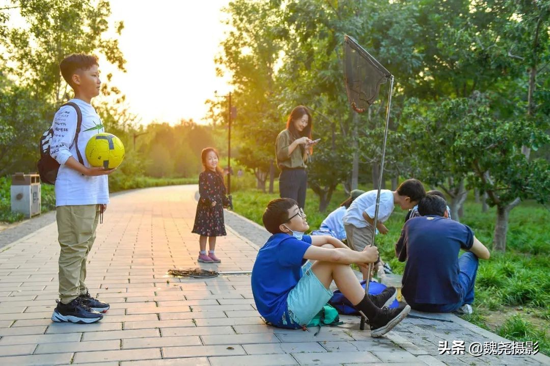 北京北坞公园里的京西稻又熟了，曾经只有皇上才能吃上这儿的大米