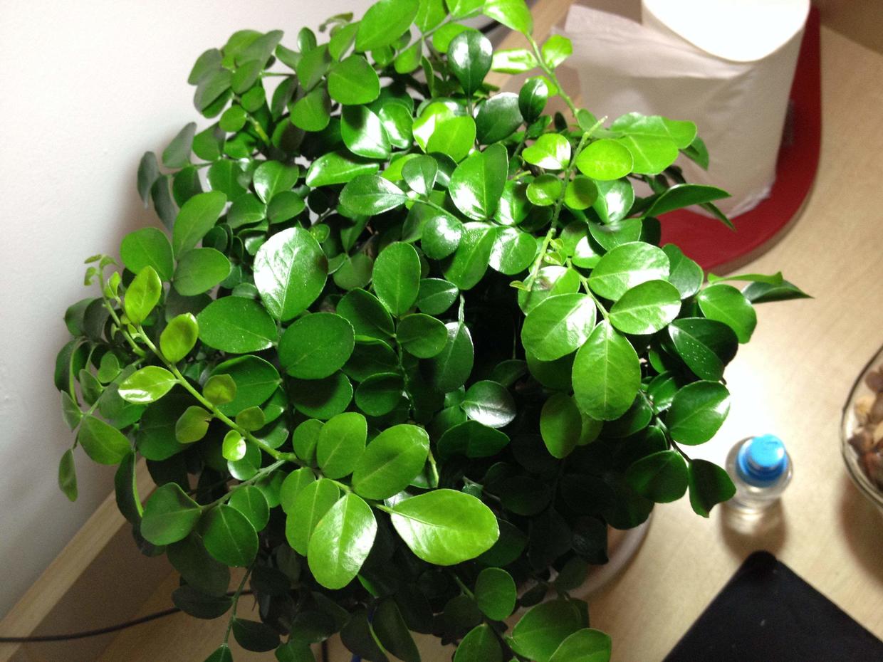 茉莉花施肥、浇水都有技巧,夏天开花多,满园飘香