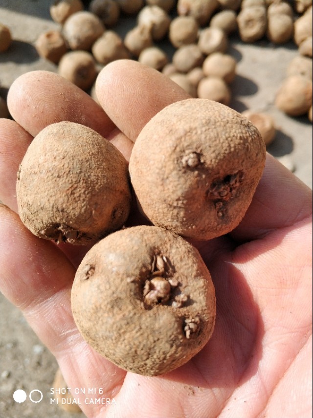 2023年魔芋种植有前景吗,魔芋的种植技术全部过程