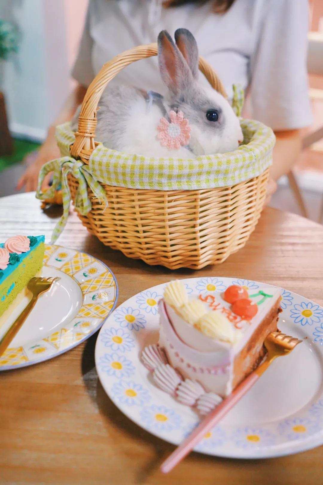 兔子馆三里屯,深圳三里屯兔子馆