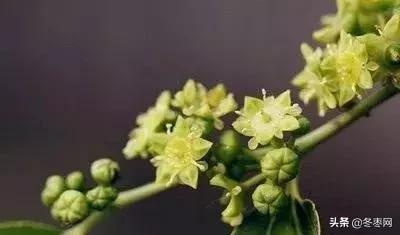 冬枣树花期授粉不好的原因,冬枣树疯长不结果怎么办