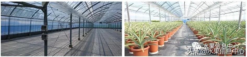 日本农业发达到什么程度？荔枝、香蕉、菠萝竟然用温室来种
