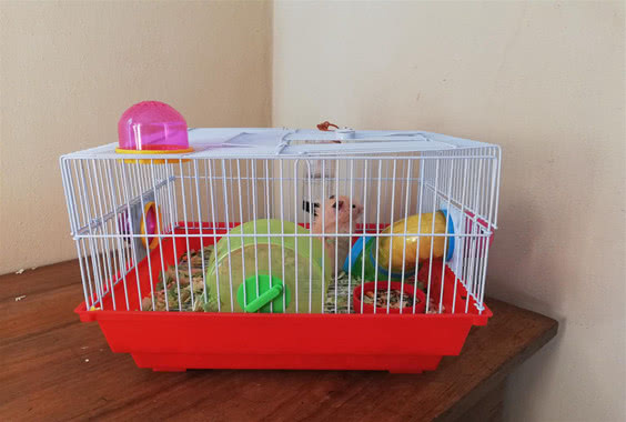 养仓鼠铁丝笼好还是亚克力笼好,养仓鼠基础笼好还是套装好