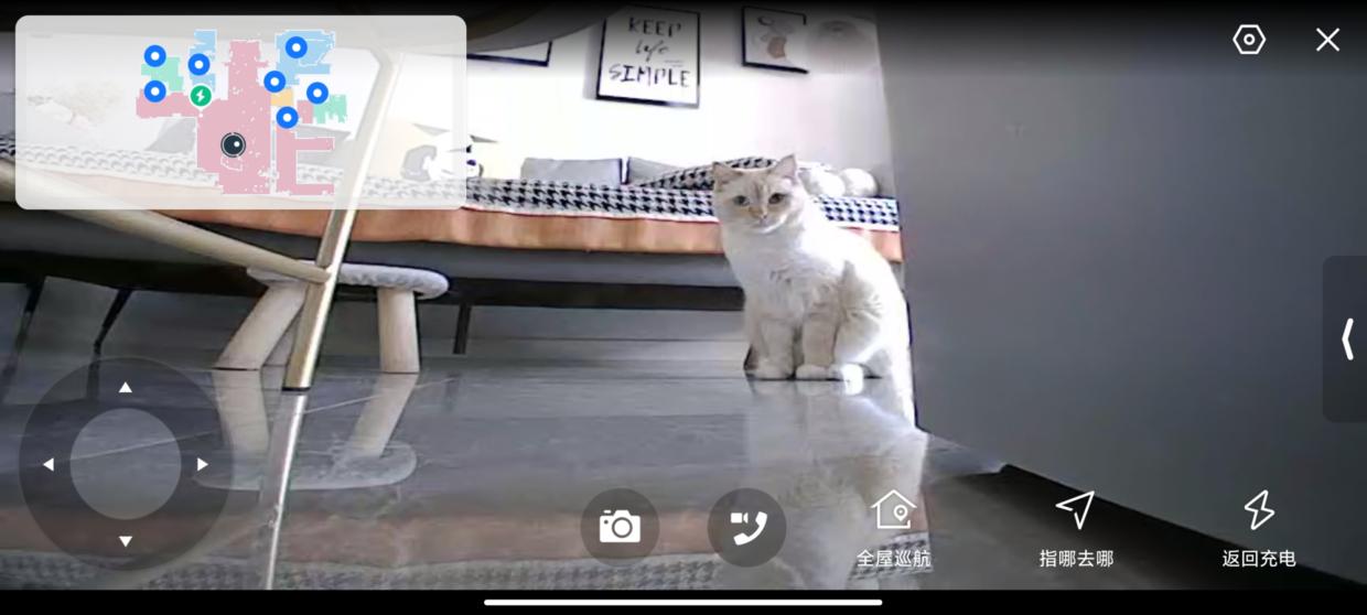 家有猫主的铲屎官,家有猫咪铲屎官