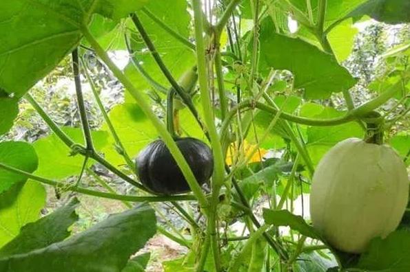 金丝瓜种植技术,露地金丝瓜栽培技术