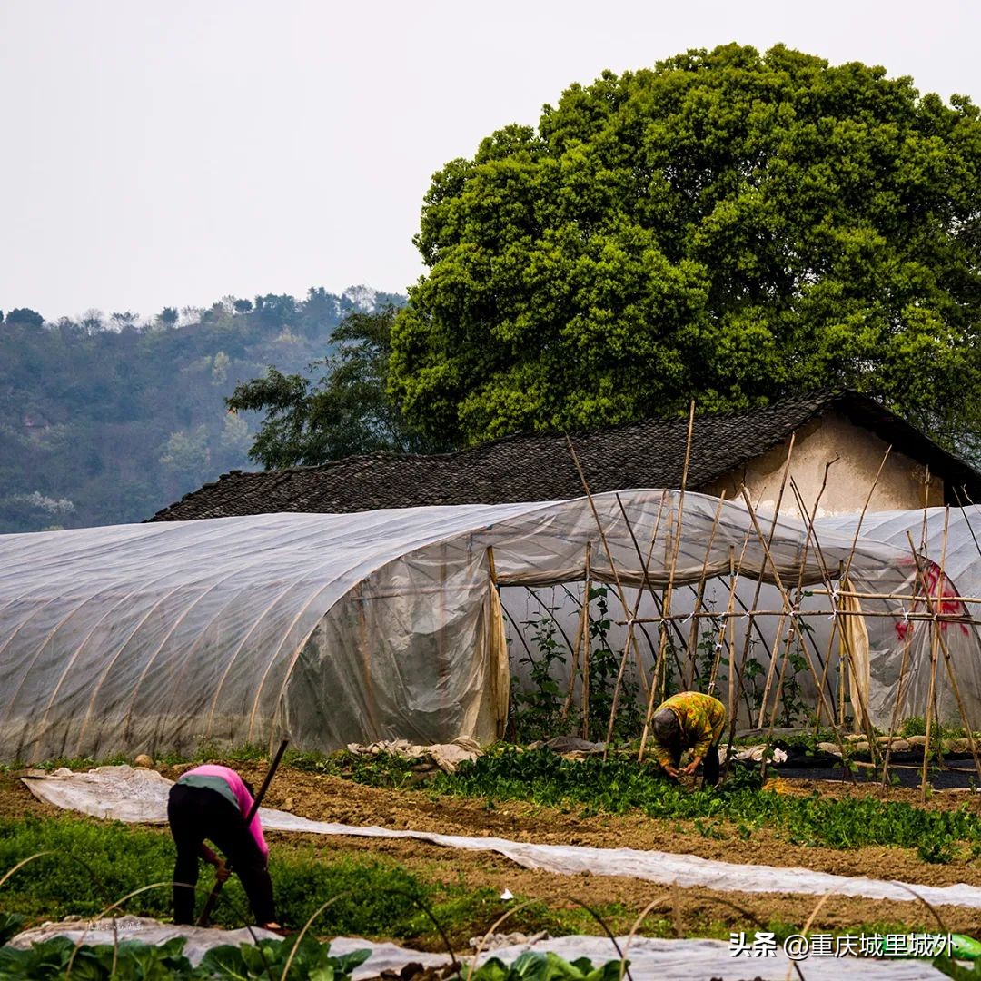 重庆的一个小岛,重庆江心岛是哪里