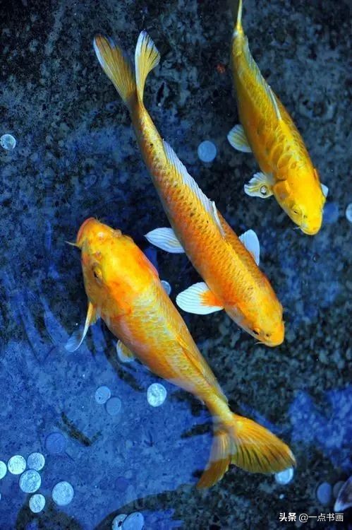 池中之仙，惊艳若此——锦鲤