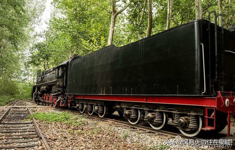 济南秋天的法国梧桐,济南一颗梧桐树