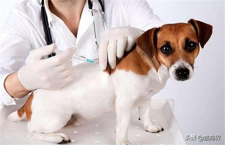 狗狗皮肤病到底会不会传染给人？不一定！#狗狗大明星#