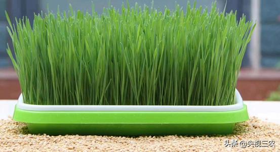 不用土就能发芽的种子,怎样自学无土种植芽苗菜