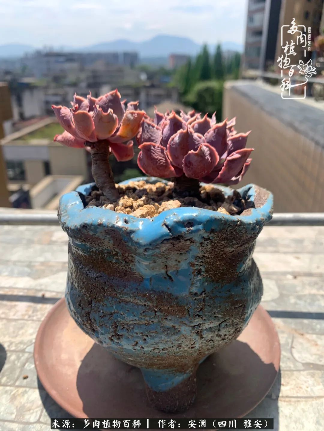 小仙女的阳台多肉,绝美多肉阳台