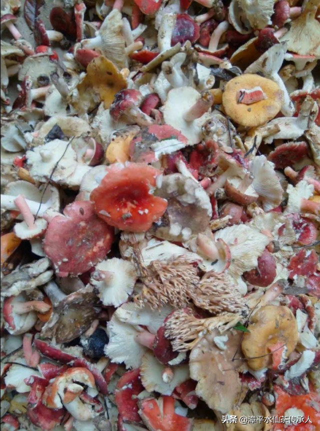 漳平南洋镇野生红菇,福建龙岩漳平水仙茶