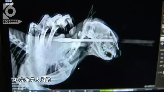 猫咪眼睛被刺了一下,小猫的眼睛被鱼叉刺穿