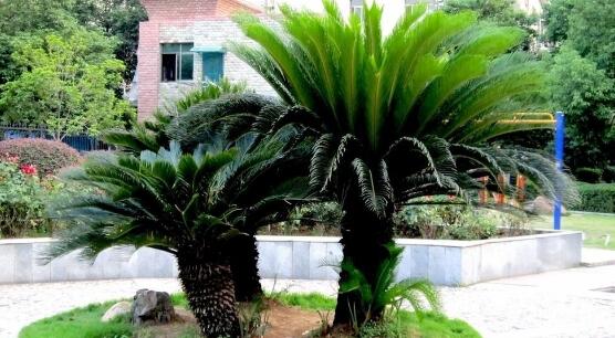 铁树怎么养长枝条,铁树怎么养殖才能养好