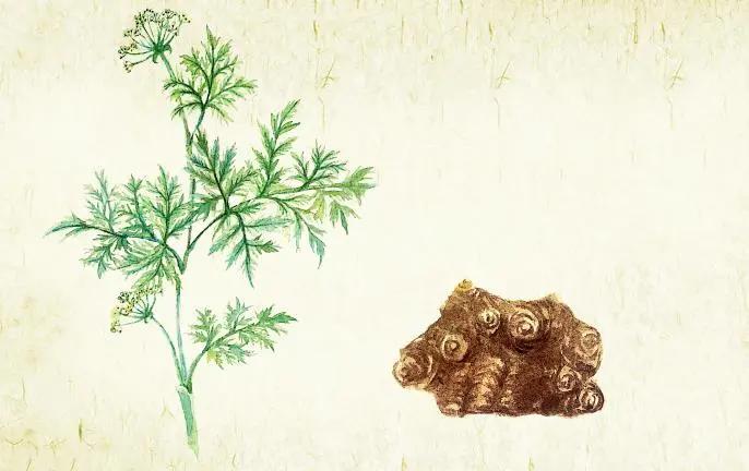 人阳气不足可服什么中成药,阳气不足三伏天怎么调养