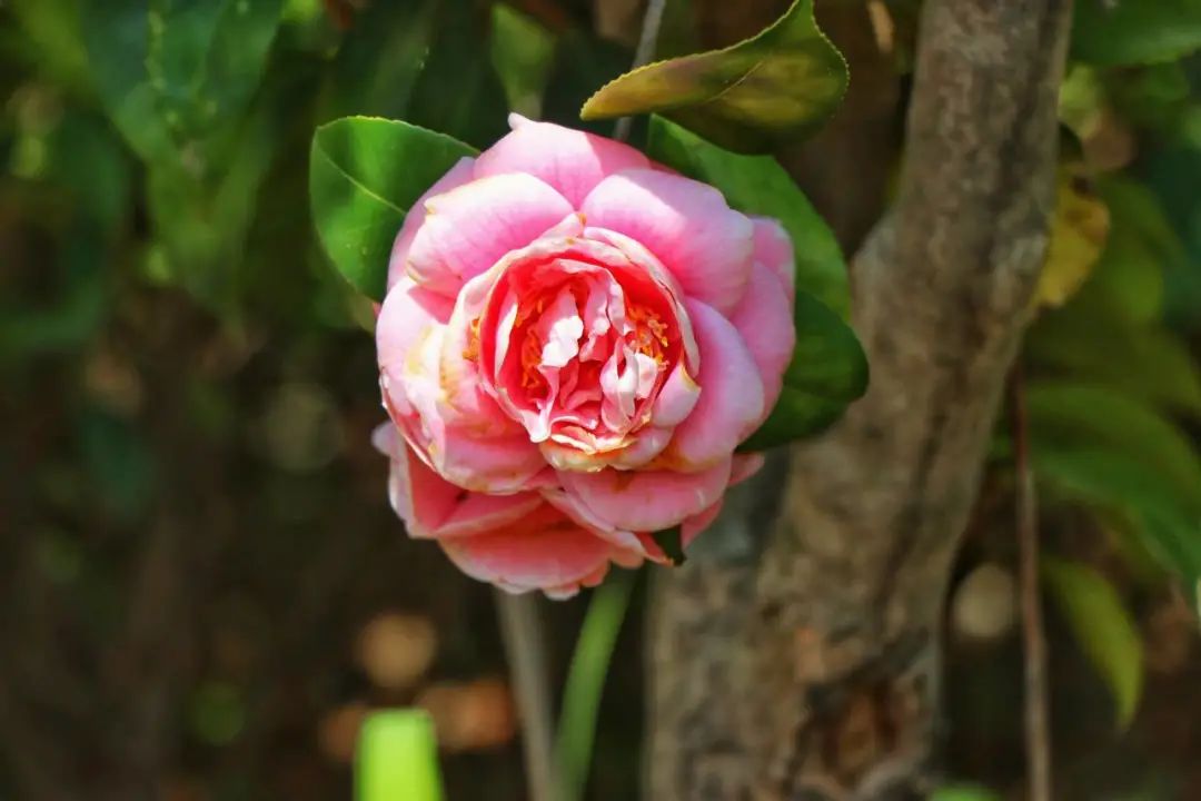 福州职业中专学校风景,福州职业技术学院校园图