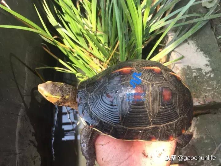 黄缘龟新手指南,怎么挑选黄缘龟