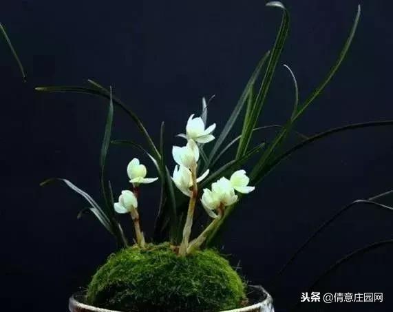 名贵植物排行榜前十名,名贵树种排名