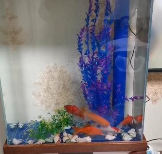 鱼缸假花草不伤鱼,植物放在鱼缸里真的对鱼有用吗