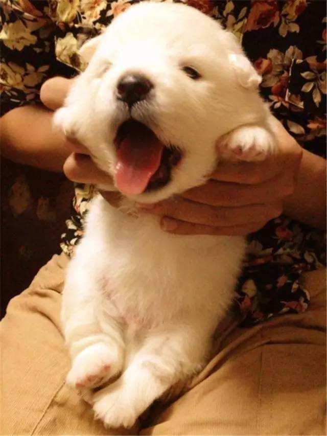 小奶狗刚到家一直叫该怎么办,刚到家的小奶狗为何总爱叫