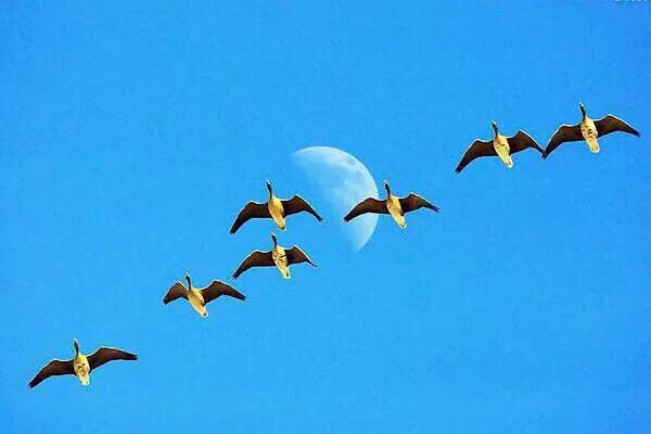 大雁属于杂食性的水禽,大雁最大品种