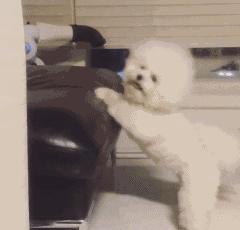 比熊这朵棉花糖，圆圆白白胖胖，是我的初恋情狗没错了