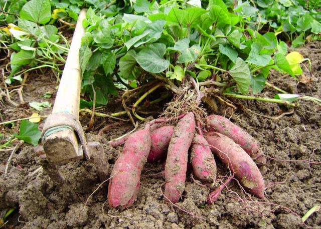 软糯香甜的红蜜薯,又甜又糯又软的天目山香薯