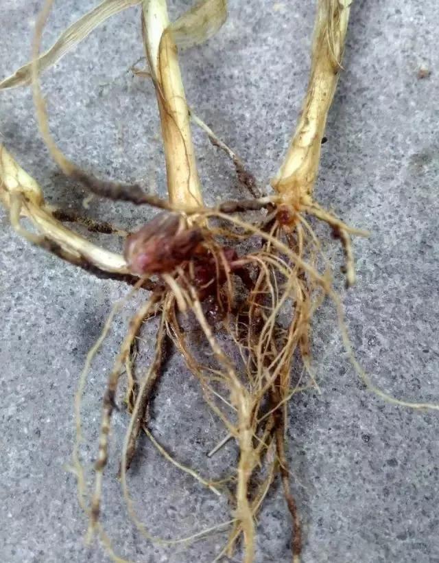 小麦缺肥发黄怎么办,小麦根发黄是什么病