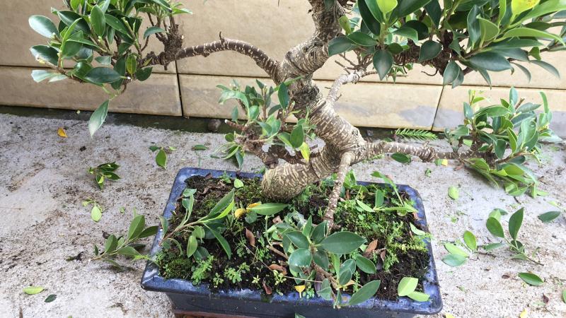 新手也能学会的修剪盆景技巧,枸杞盆景修剪技巧图解