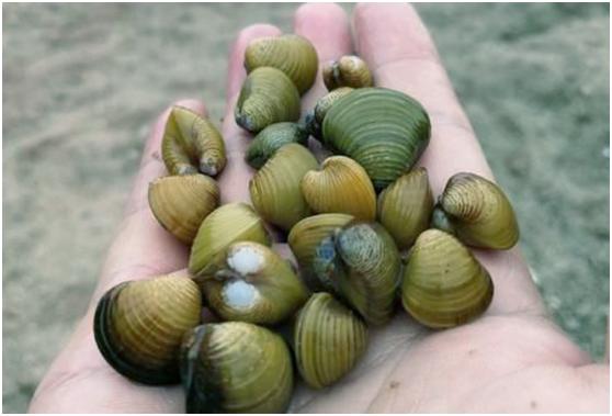 广东增城露营野炊十大圣地,广州增城正果蒙花布村露营地