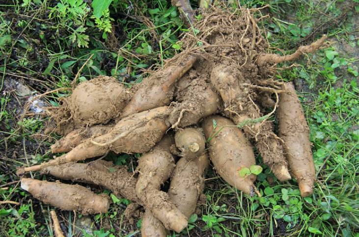 雪莲果种植技术及视频,雪莲果种植技术和种植条件