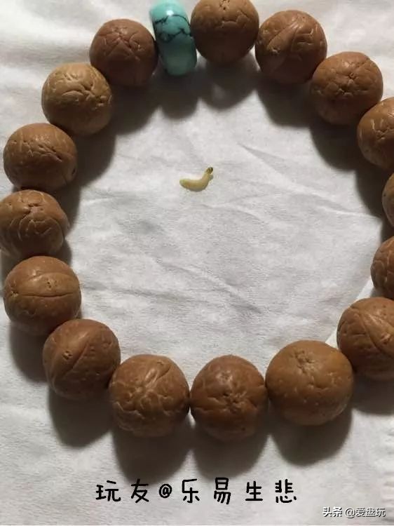 放了2年的凤眼,翻出来,虫子能组一个篮球队了