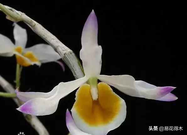 条状石斛和钉状石斛的区别,翅梗石斛与黑毛石斛的区别