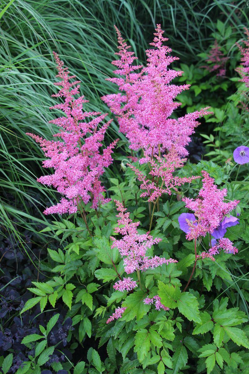 落新妇种球什么时候种,落新妇块根怎么种