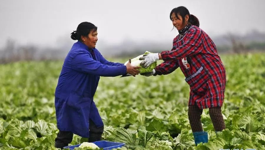 全国蔬菜品种分布图,全国蔬菜产量排名数据去哪看
