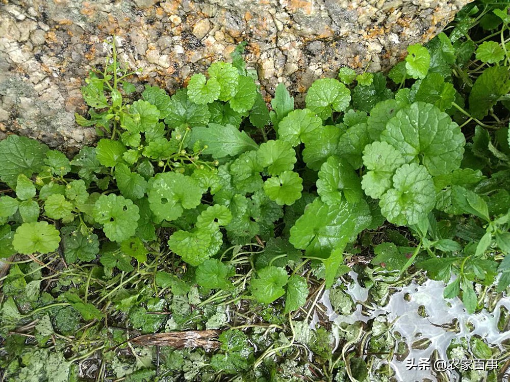 活血丹和积雪草有什么区别,如何辨别活血丹与积雪草
