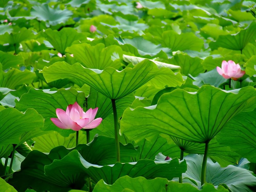 房内大缸水养植物,喝水的缸子养什么植物好看