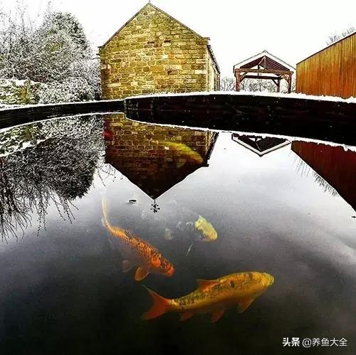 锦鲤春夏养秋冬赏,谈谈锦鲤的春夏秋冬那些事