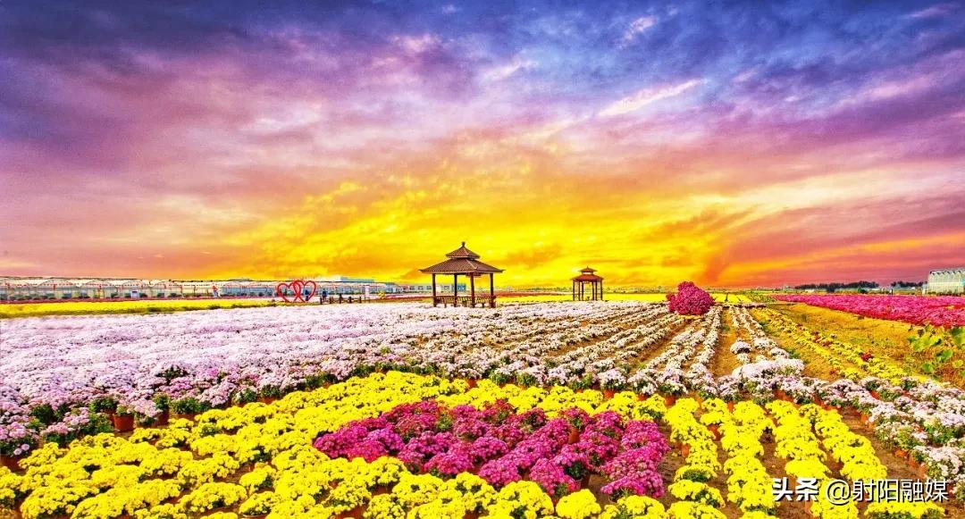 射阳是一个有爱的城市吗,射阳一座美丽的城